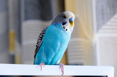 Blue and white parrot
